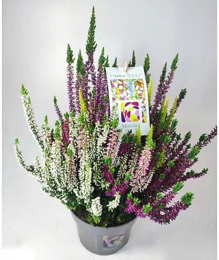 Q-Flower Vřes obecný (Calluna vulgaris) "Mosaica" pr. cca 14 cm nakoupit u OBI