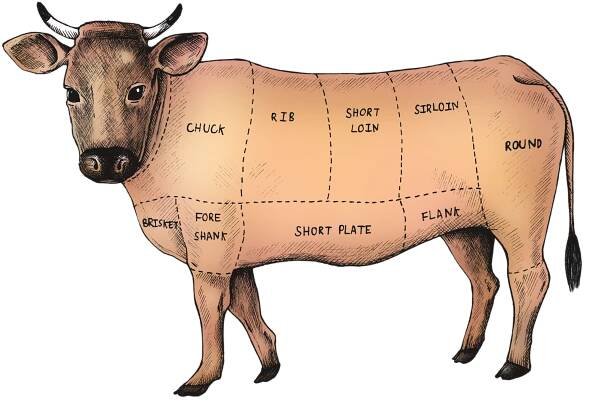 cow