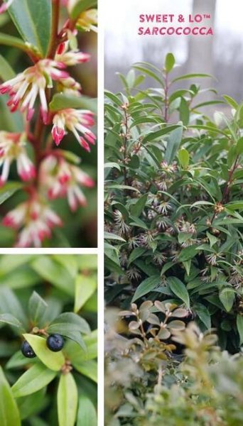 Sweet & LoTM - Sweet Box - Sarcococca hookeriana