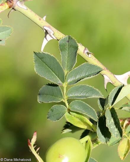Rosa canina agg. – okruh růže šípkové • Pladias: Databáze české flóry a vegetace