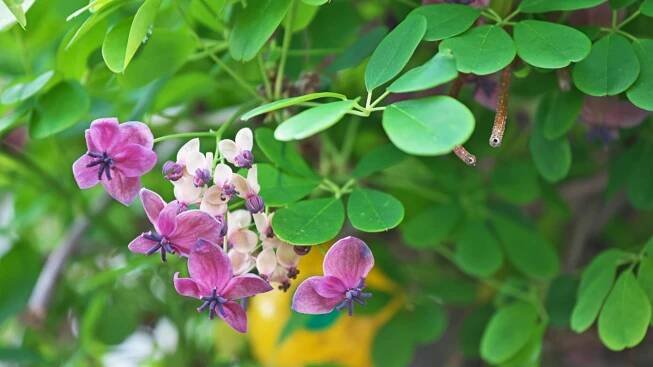 Akébie (Akebia quinata) 6