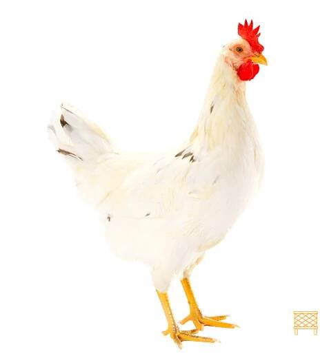 Jakou barvu snášejí vejce Loman Brown?