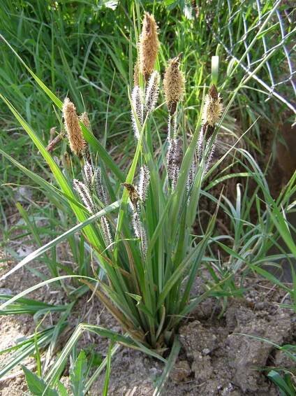 Obrázek - Carex nigra (ostřice obecná) | BioLib.cz