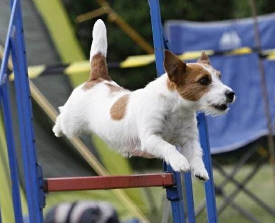 Penny - Jack Russell Terrier - broken