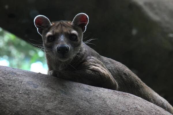 Fossa of Madagascar