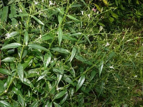 Andrographis Herb Native Remedies