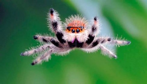 Pavouci středního Ruska, jihu a Sibiře, existují nějací jedovatí?