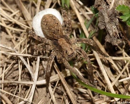 Alopecosa solitaria - slíďák bradavičnatý | Lycosidae - slíďákovití | Natura Bohemica