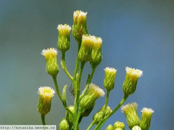 Herbář Wendys - Erigeron canadensis - turanka kanadská