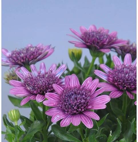 OBI Kapská kopretina různé cca 15-20 cm průměr cca 10,5 cm Osteospermum