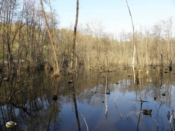 Lužní les na Roketnici - 18.4.2012