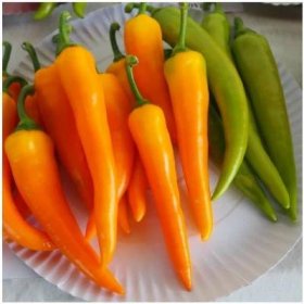 Paprika kozí roh Harvey – Capsicum annuum – semena chilli – 40 ks