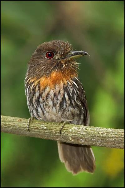 Birds from Ecuador - Favourite Images