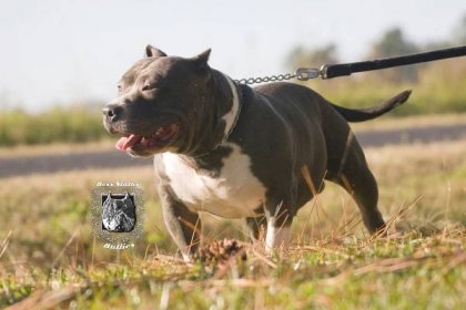 Our American Bullies -- Tri Color American Bullies and Pit Bulls - Boss Status Bullies -- Tri Color American Bully, Pacific