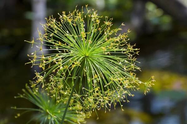 Cyperus haspan