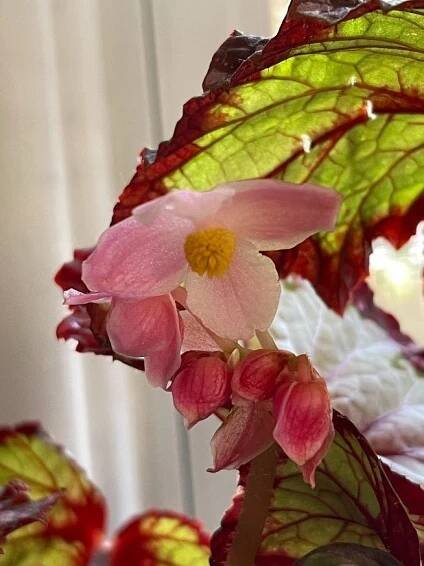 Resx begonias flowers