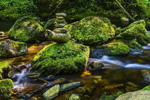 bezplatná Základová fotografie zdarma na téma bujný, divočina, ekosystém Základová fotografie