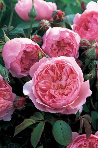 Rosa ALNWICK CASTLE (‘Ausgrab’)