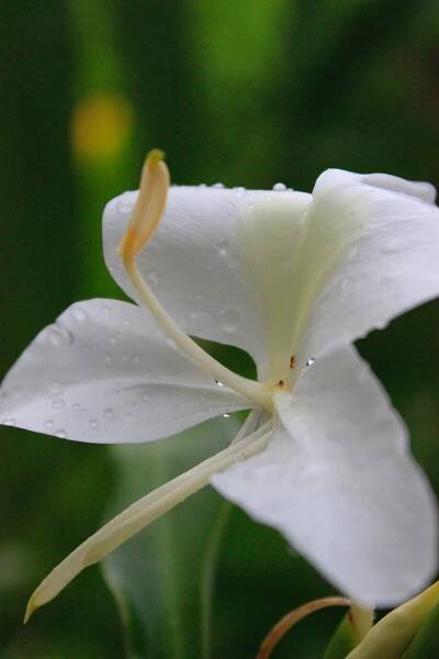 Wisdom of the Earth Essential Oils — YĀM Healing Arts