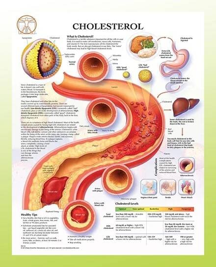 3D Anatomical - www.innovationindo.com