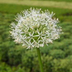 Česnek okrasný Ivory Queen – Allium – pěstování
