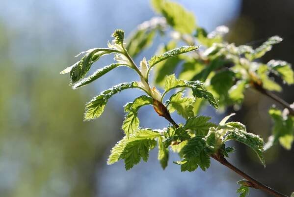 Habr obecný Quercifolia (Carpinus betulus)