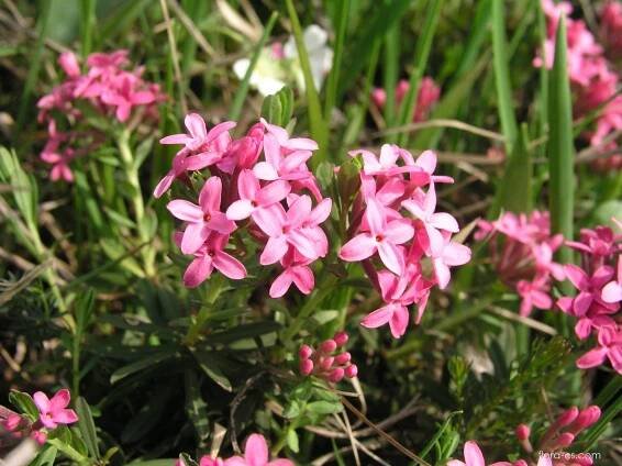 Lýkovec vonný (Daphne cneorum)