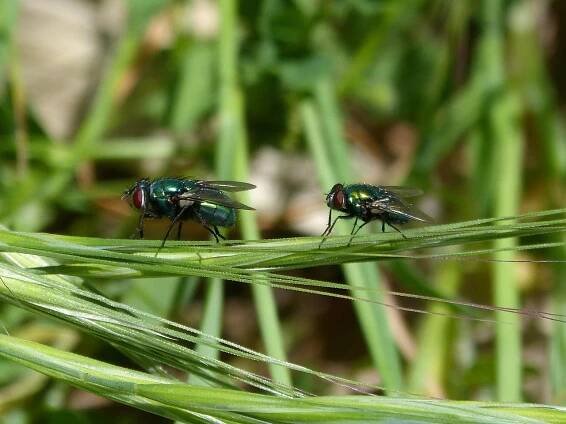 Calliphora Vicina, Zelená Moucha