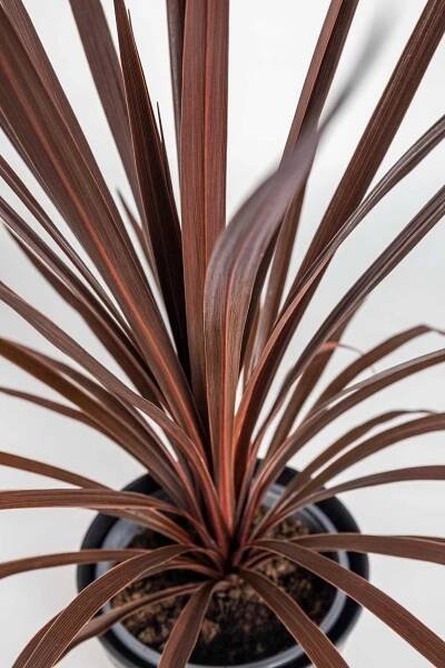 Dračinka, Cordyline australis Red Star, obal 17 cm, skladem | ZAZUMi.cz
