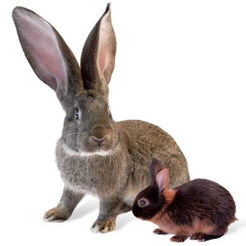 ::.Mifuma & Röhnfried..: