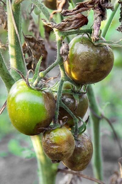 A close up vertical image of a tomato plant infected with Phytophthora infestans, a pathogen that causes late blight.