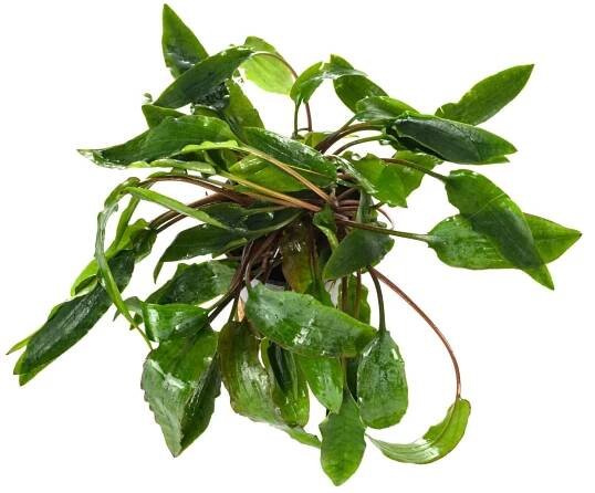 Cryptocoryne Affinis