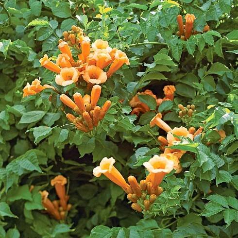 Yellow trumpet vine