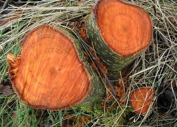 Soubor:Alnus-glutinosa-wood.JPG – Wikipedie