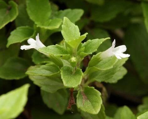 Yerba Buena, Clinopodium douglasii