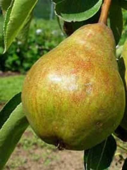 5912_0_Pyrus-communis-Gieser-Wildemanwxlzd8fRGRngS