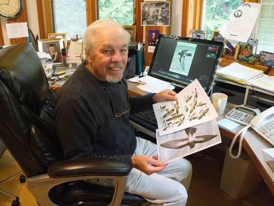 Blog — Peter Harrison Seabirds