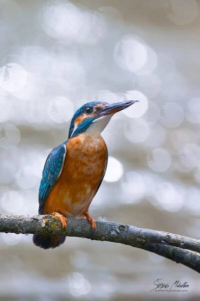 Srostloprstí | Štěpán Mikulka | Wildlife fotograf