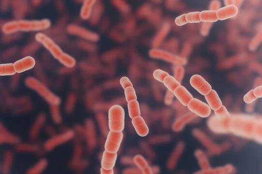 streptococcus pneumonia buňky - pneumokoky - stock snímky, obrázky a fotky