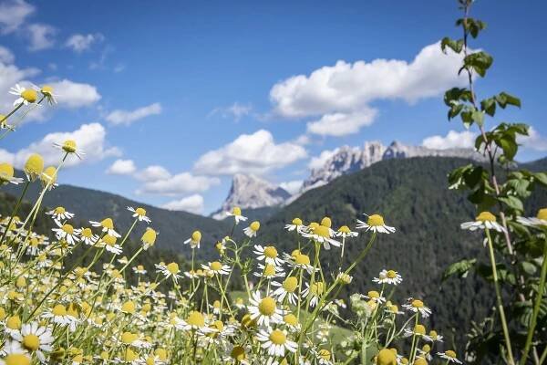 Hoferhof in Südtirol | Sommerurlaub auf der Plose im Eisacktal