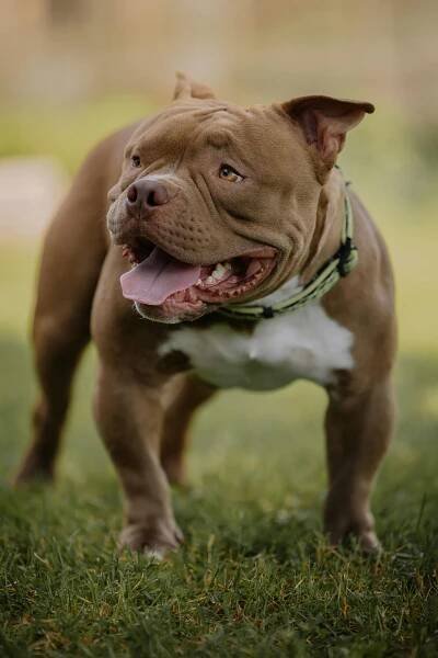 bezplatná Základová fotografie zdarma na téma aktivní pes, americký pit bull terrier, domácí mazlíček Základová fotografie