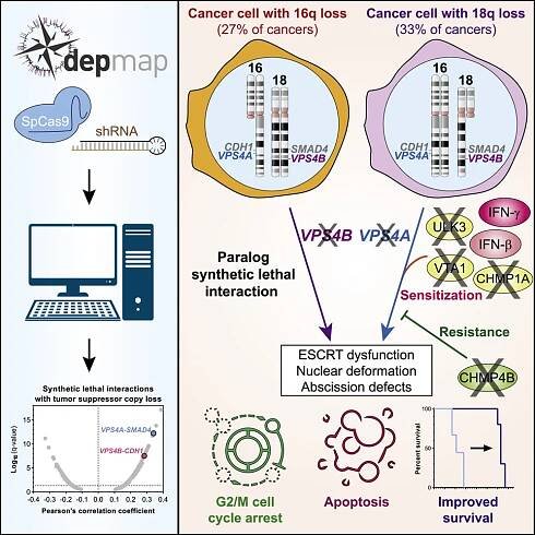 Synthetic Lethal Interaction between the ESCRT Paralog Enzymes VPS4A and VPS4B in Cancers Harboring Loss of Chromosome 18
