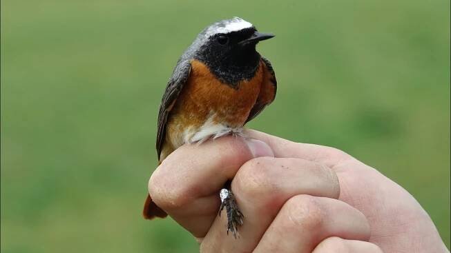 Rehek zahradní (Phoenicurus phoenicurus) - hlas