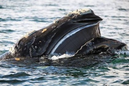 Nejmenší velryb(k)a: Poslední potomek velké rodiny