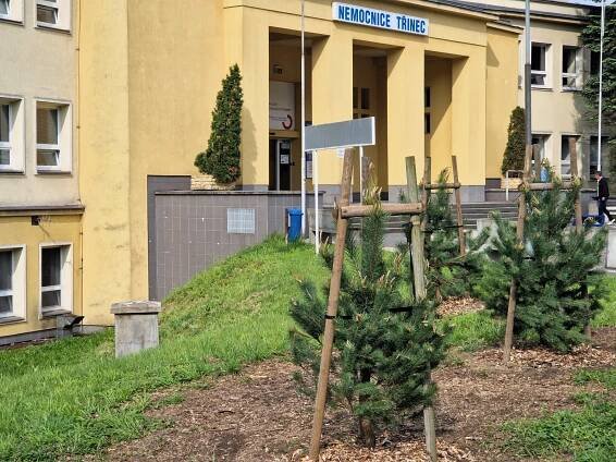 Sosna na Sosně aneb nová zeleň před nemocnicí v Třinci. Rostou tu mladé borovice
