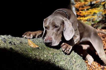 Výmarský ohař (47 fotografií): popis plemene, psi modré a černé barvy, dlouhosrstá a krátkosrstá štěňata, hodnocení majitele