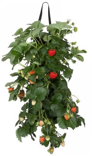 Jahodník velkoplodý (Fragaria) v záv. květináči, cca 45-50 cm, pr. kv. cca 15 cm nakoupit u OBI
