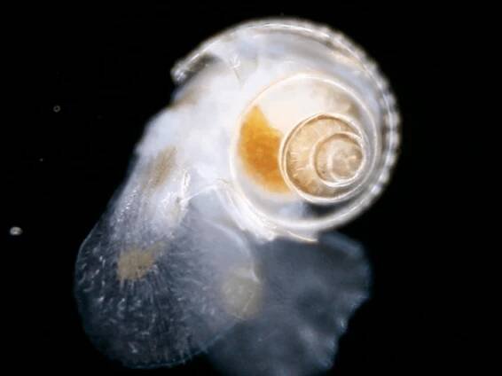 Pteropods | Chroniques du Plancton