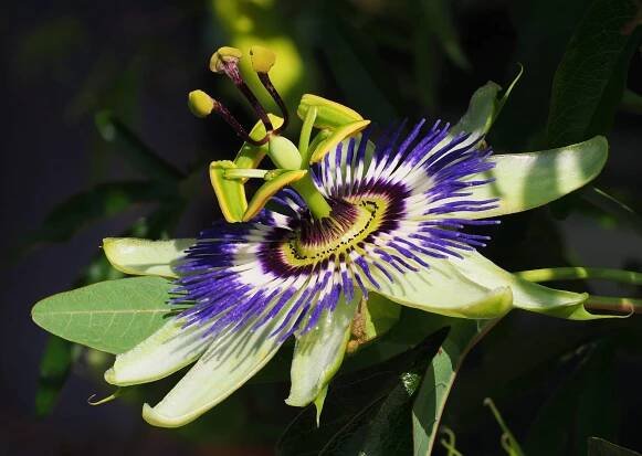 Passiflora: Komplexní průvodce péčí, odrůdami a vlastnostmi