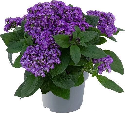 Grow by OBI Otočník (Heliotropium arborescens), modrý, pr. cca 13 cm nakoupit u OBI